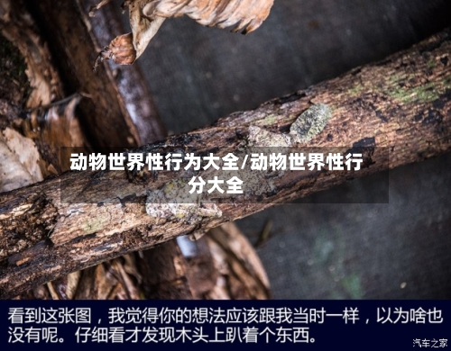 动物世界性行为大全/动物世界性行分大全-第3张图片