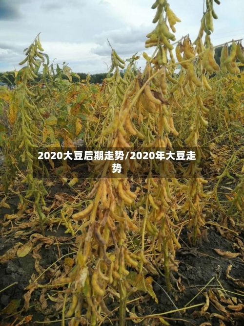2020大豆后期走势/2020年大豆走势-第2张图片