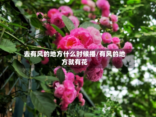 去有风的地方什么时候播/有风的地方就有花