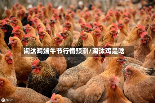 淘汰鸡端午节行情预测/淘汰鸡是啥