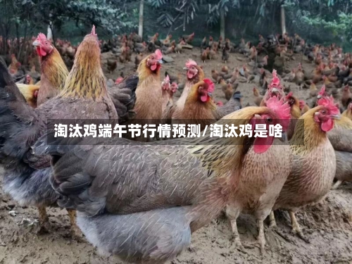 淘汰鸡端午节行情预测/淘汰鸡是啥-第3张图片