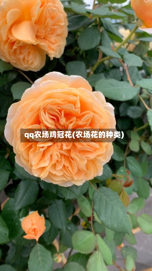 qq农场鸡冠花(农场花的种类)