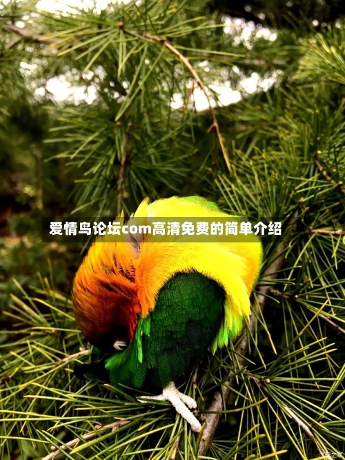爱情鸟论坛com高清免费的简单介绍
