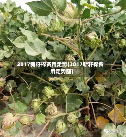 2017新籽棉费用走势(2017新籽棉费用走势图)-第2张图片