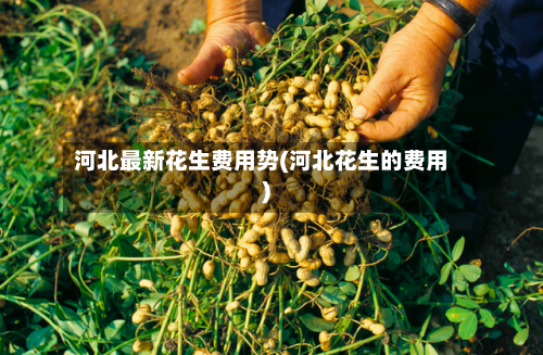 河北最新花生费用势(河北花生的费用)