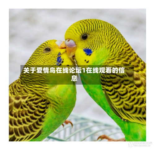 关于爱情鸟在线论坛1在线观看的信息