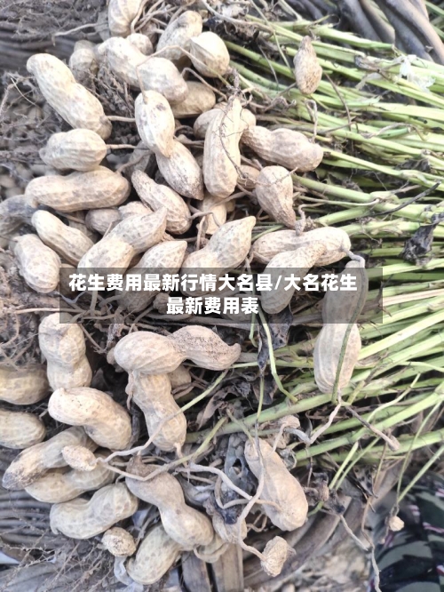 花生费用最新行情大名县/大名花生最新费用表