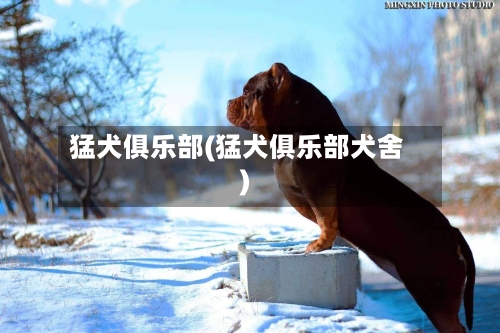 猛犬俱乐部(猛犬俱乐部犬舍)-第2张图片