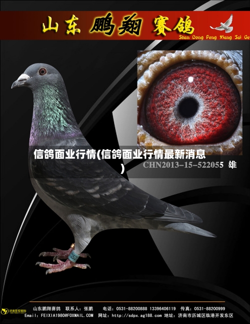 信鸽面业行情(信鸽面业行情最新消息)-第2张图片