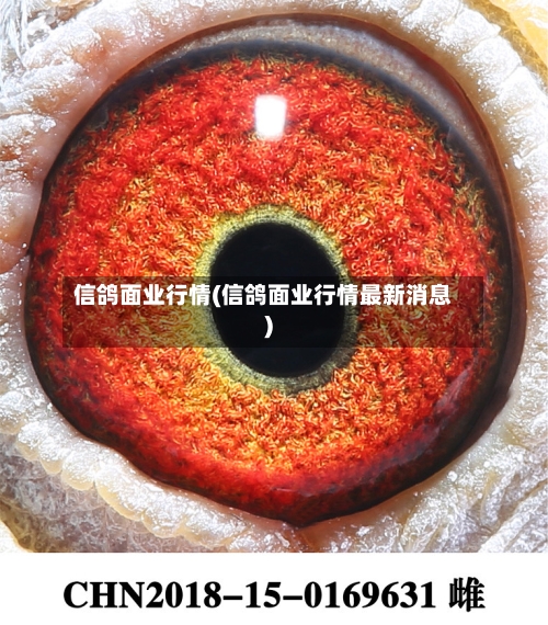 信鸽面业行情(信鸽面业行情最新消息)-第3张图片