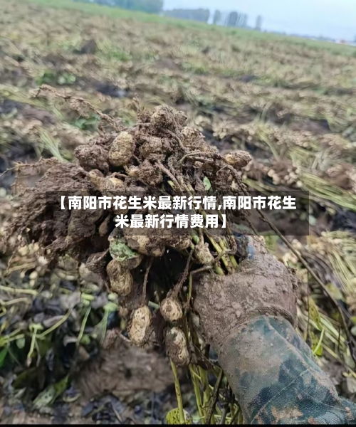 【南阳市花生米最新行情,南阳市花生米最新行情费用】