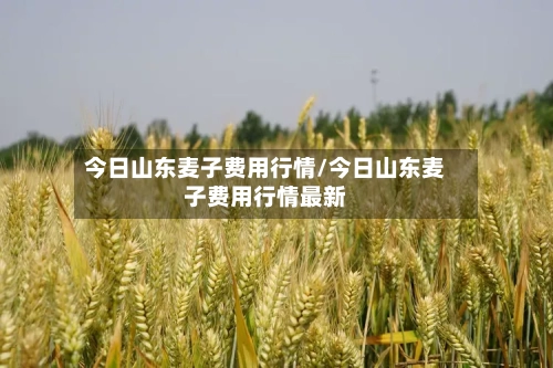 今日山东麦子费用行情/今日山东麦子费用行情最新-第3张图片
