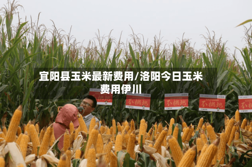 宜阳县玉米最新费用/洛阳今日玉米费用伊川-第3张图片
