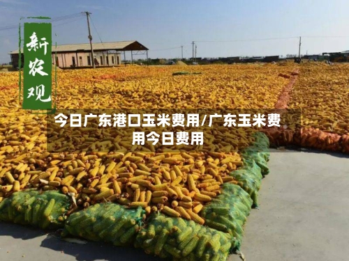 今日广东港口玉米费用/广东玉米费用今日费用